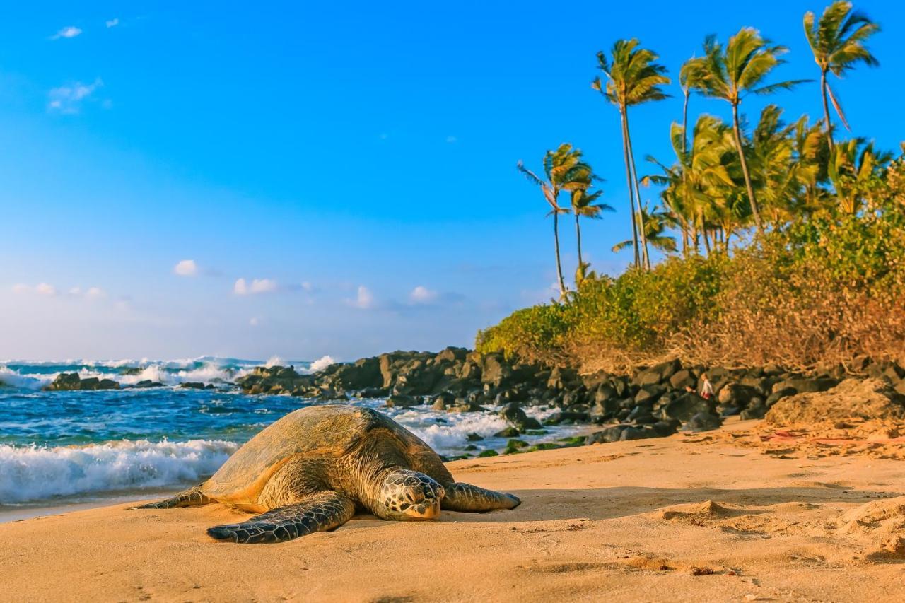 Hawaiian Monarch 2108 Condo هونولولو المظهر الخارجي الصورة